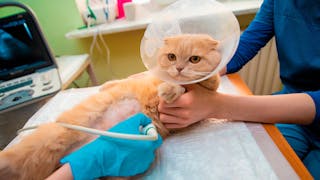 Persönliche Empfehlungen… Die Katze mit Cholangitis